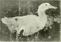 An illustration from International studio (1897)