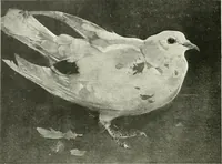 An illustration from International studio (1897)