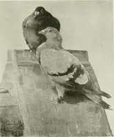 An illustration from International studio (1897)