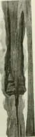 An illustration from International studio (1897)