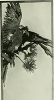 An illustration from International studio (1897)