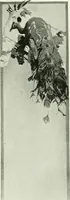 An illustration from International studio (1897)