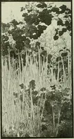 Picture 243 of 247 from International studio (1897), leaf 265