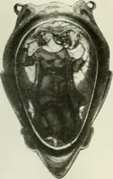 An illustration from International studio (1897)