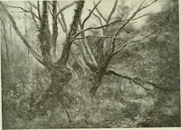 Picture 111 of 259 from International studio (1897), leaf 127