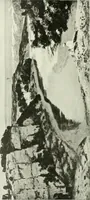 An illustration from International studio (1897)