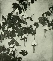 An illustration from International studio (1897)
