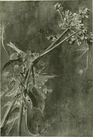 An illustration from International studio (1897)