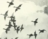 Picture 87 of 423 from International studio (1897), leaf 133