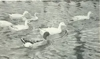 An illustration from International studio (1897)