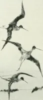 Picture 265 of 291 from International studio (1897), leaf 363