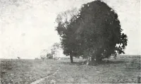 Picture 459 of 710 from International studio (1897), leaf 443