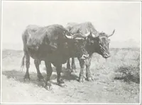 Picture 482 of 710 from International studio (1897), leaf 463