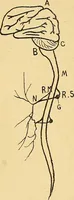 An illustration from Introduction à la médecine de l'esprit (1898)