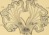 An illustration from Introduction à la médecine de l'esprit (1898)