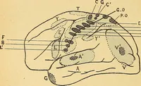 An illustration from Introduction à la médecine de l'esprit (1898)