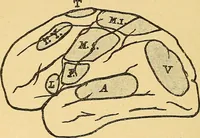 An illustration from Introduction à la médecine de l'esprit (1898)
