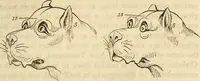 An illustration from An introduction to phrenology (1837)