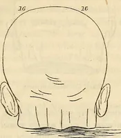 An illustration from An introduction to phrenology (1837)