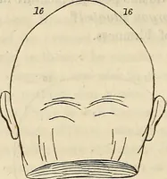 An illustration from An introduction to phrenology (1837)
