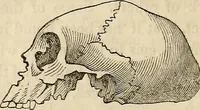 An illustration from An introduction to phrenology (1837)