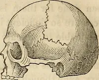 Picture 29 of 30 from An introduction to phrenology (1837), leaf 205