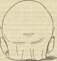 An illustration from An introduction to phrenology (1837)