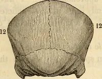 An illustration from An introduction to phrenology (1837)