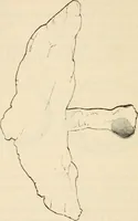 An illustration from An introduction to the study of ancient and modern coins (1848)