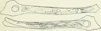 An illustration from An introduction to the study of prehistoric art (1915)