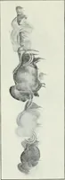 An illustration from An introduction to the study of prehistoric art (1915)