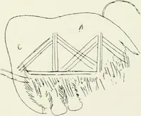 An illustration from An introduction to the study of prehistoric art (1915)