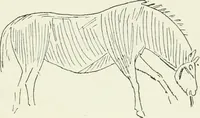 An illustration from An introduction to the study of prehistoric art (1915)