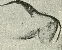 An illustration from An introduction to the study of prehistoric art (1915)
