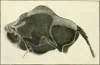 An illustration from An introduction to the study of prehistoric art (1915)