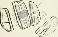 An illustration from An introduction to the study of prehistoric art (1915)