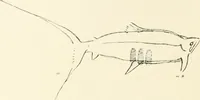 An illustration from An introduction to the study of prehistoric art (1915)