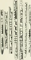 An illustration from An introduction to the study of prehistoric art (1915)