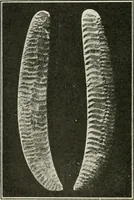 An illustration from An introduction to the study of prehistoric art (1915)