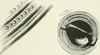 An illustration from An introduction to the study of prehistoric art (1915)