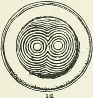 An illustration from An introduction to the study of prehistoric art (1915)