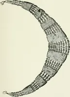 An illustration from An introduction to the study of prehistoric art (1915)