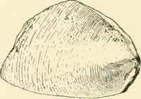 An illustration from An introduction to the study of prehistoric art (1915)