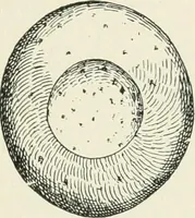 An illustration from An introduction to the study of prehistoric art (1915)