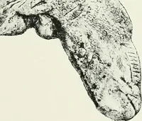 An illustration from An introduction to the study of prehistoric art (1915)