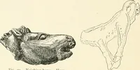 An illustration from An introduction to the study of prehistoric art (1915)