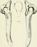 An illustration from An introduction to the study of prehistoric art (1915)