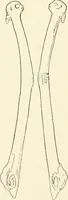 An illustration from An introduction to the study of prehistoric art (1915)