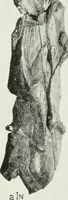 An illustration from An introduction to the study of prehistoric art (1915)