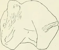 An illustration from An introduction to the study of prehistoric art (1915)